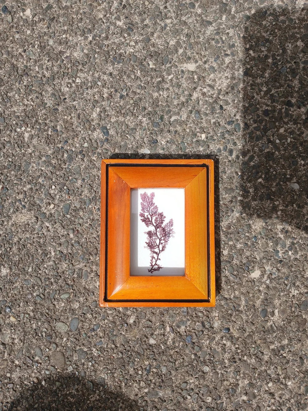 Wooden Orange Picture Frame with Botanical Art - Unbranded